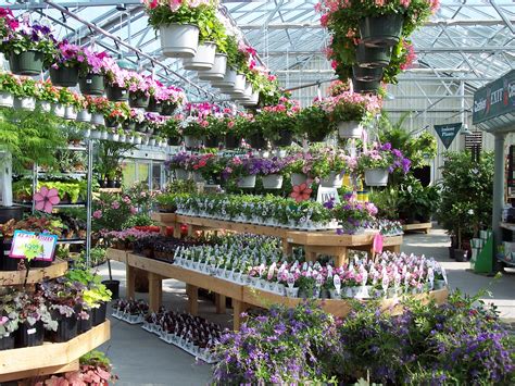 Greenhouse nurseries near me - Find a Store Near Me. Delivery to. Link to Lowe's Home Improvement Home Page ... Some great examples include monstera, sansevieria, ZZ plant, spider plant, ...